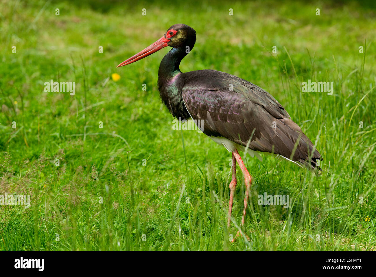 Black Stork (Ciconia nigra), captive, Lower Saxony, Germany Stock Photo