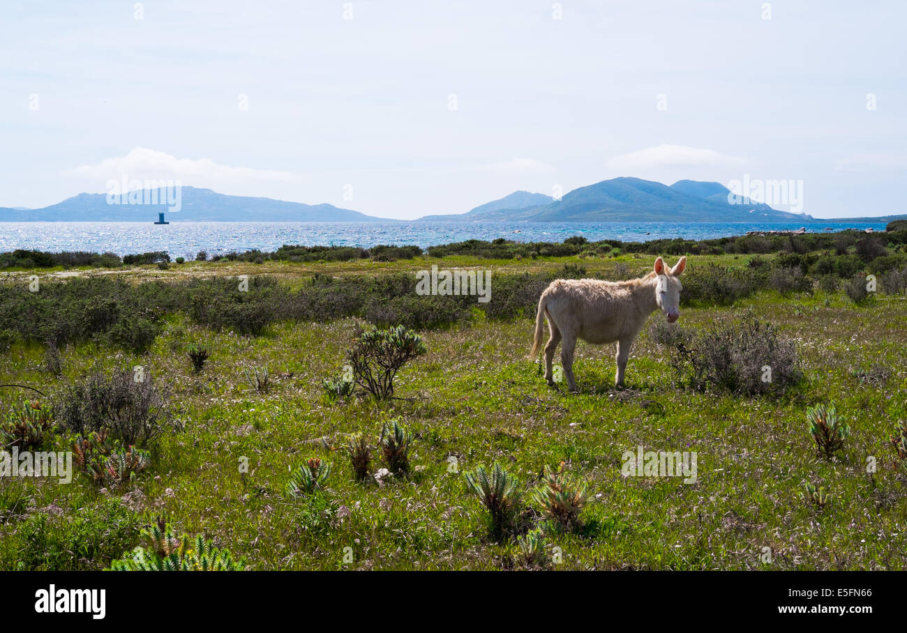 Sardinian donkey in Asinara island in Sardinia, Italy Stock Photo