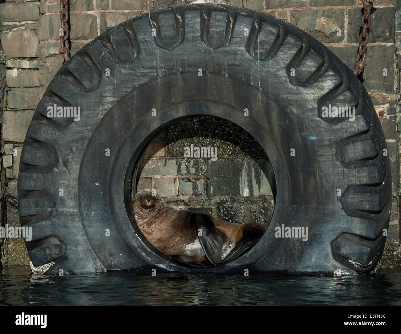 Brown Fur Seal (Arctocephalus pusillus) in a tire on the harbour wall, Victoria and Alfred Waterfront, Cape Town, Western Cape Stock Photo