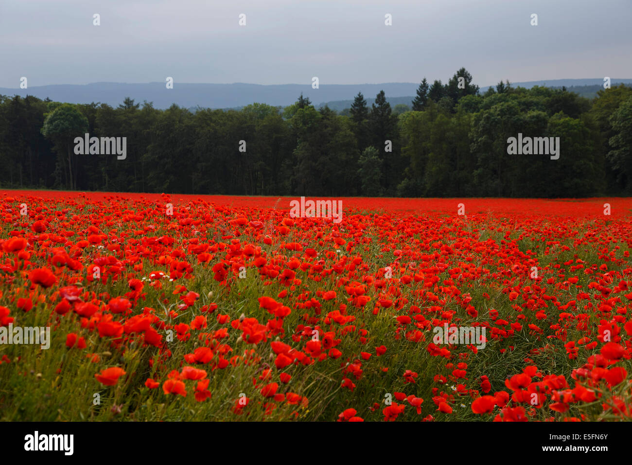 Poppy field in full bloom, Crawinkel, Thuringia, Germany Stock Photo