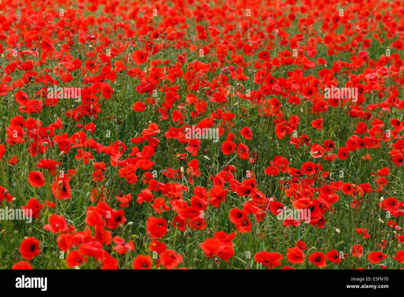 Poppy field in full bloom, Thuringia, Germany Stock Photo