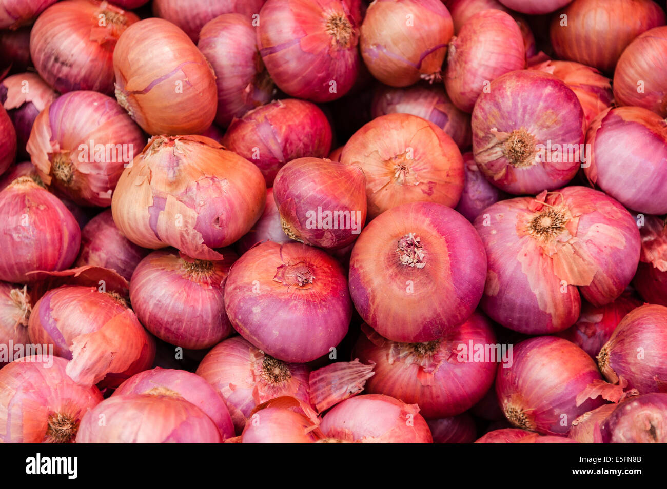 Allium cepa hi-res stock photography and images - Alamy