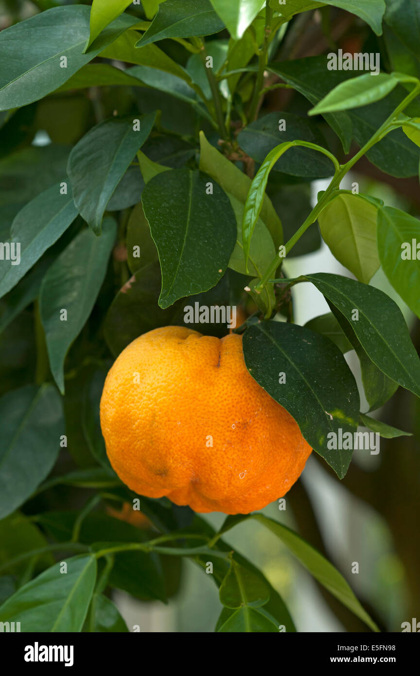 Ripe Bitter oranges (Citrus aurantium) on branch, Bavaria, Germany