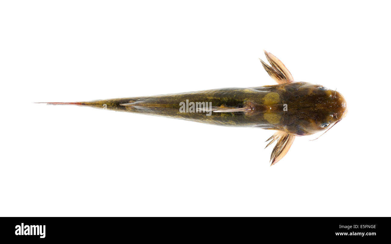 Catfish isolated on white background Stock Photo - Alamy