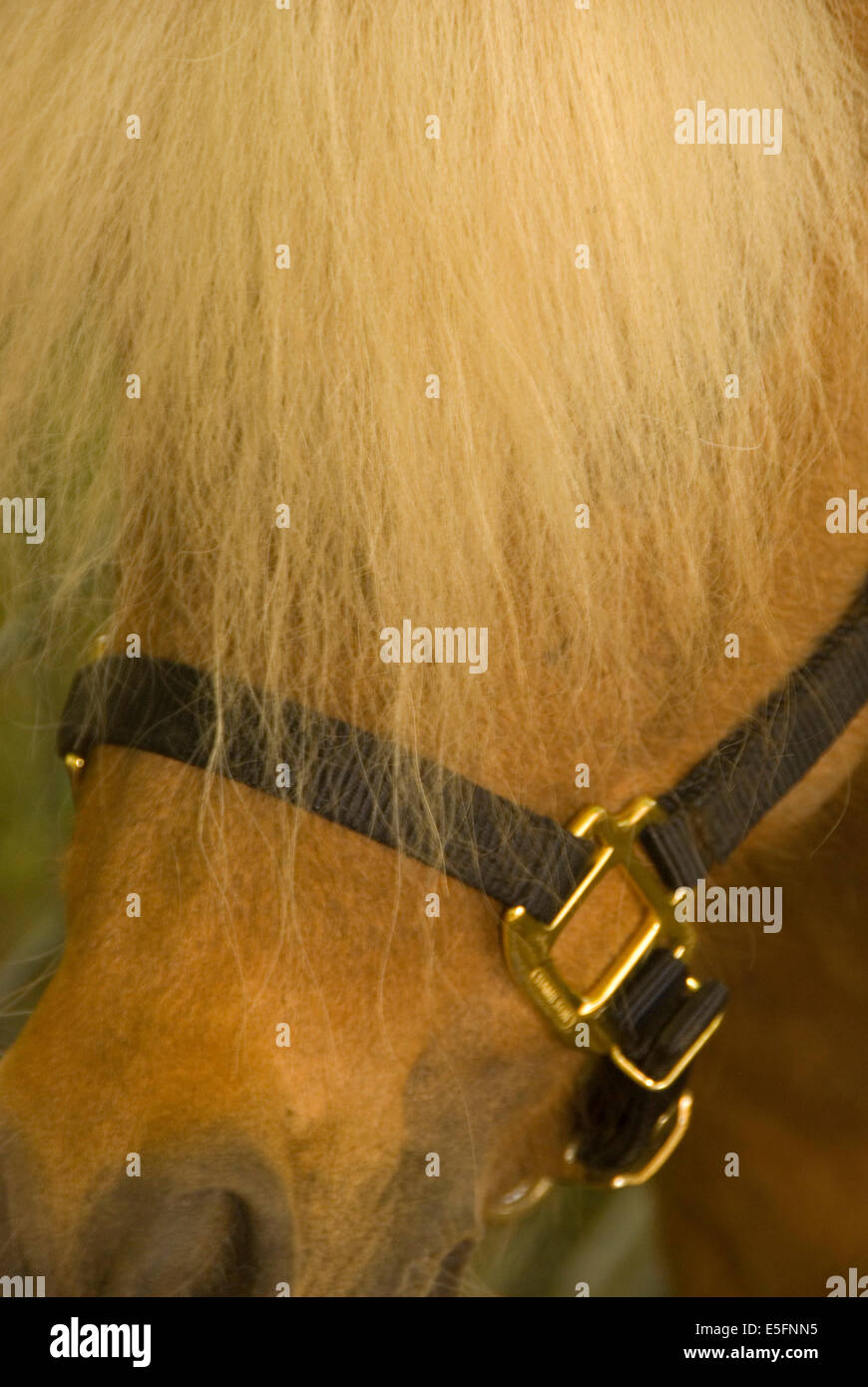 Miniature horse, Miniature Horse Show, Linn County Pioneer Picnic, Brownsville, Oregon Stock Photo