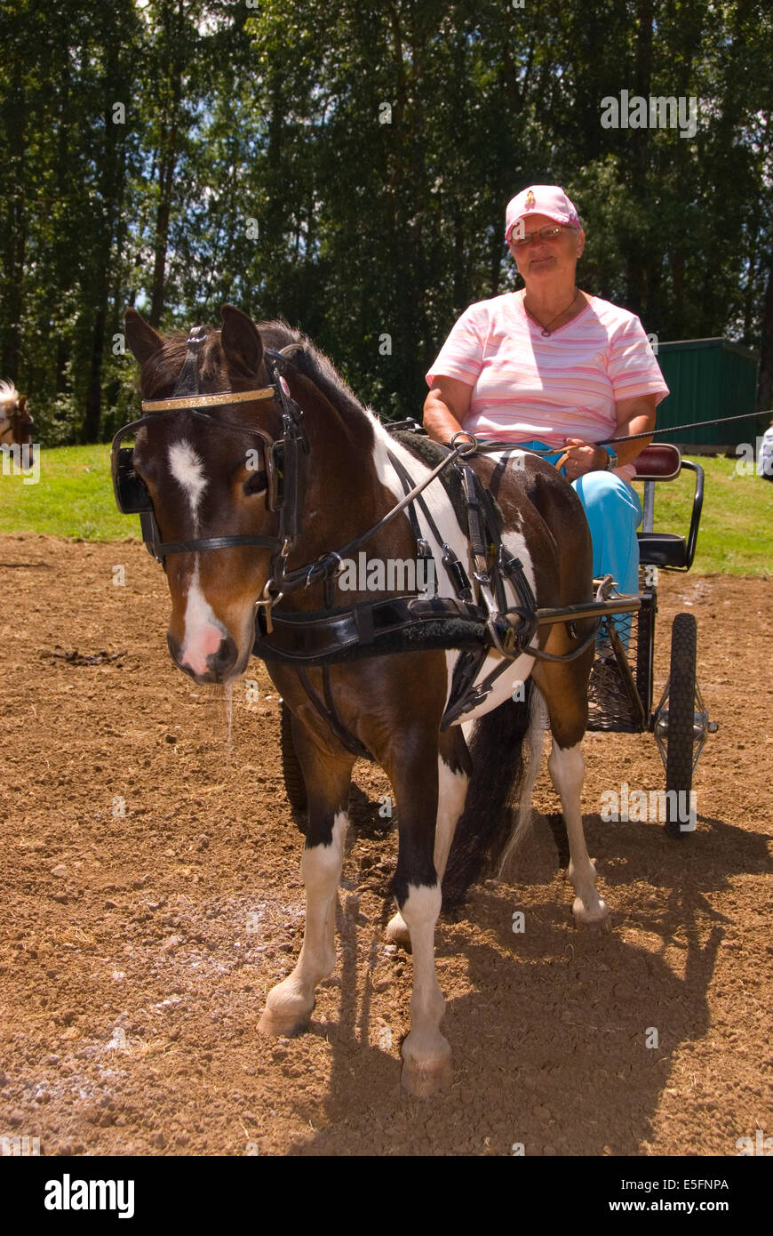 Miniature horse buggy, Miniature Horse Show, Linn County Pioneer Picnic