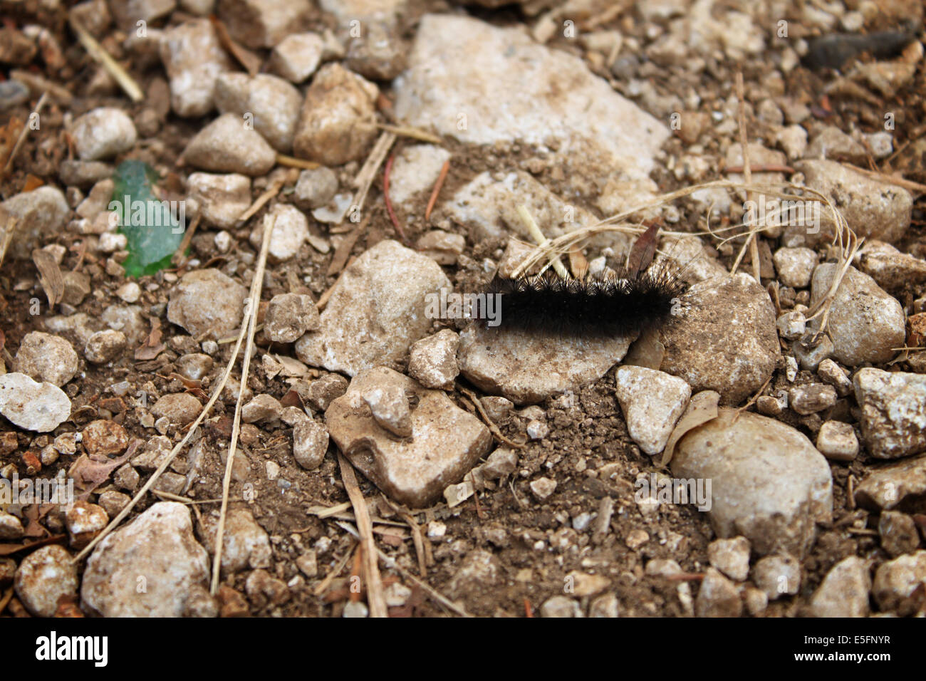 Black hairy caterpillar hi-res stock photography and images - Alamy