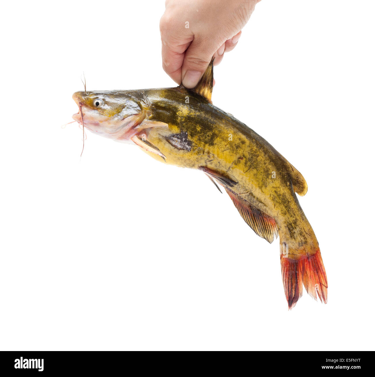 Holding Catfish isolated on white background Stock Photo - Alamy