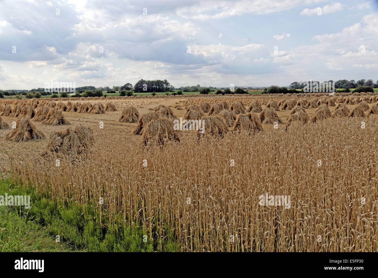 Sheaves Of Corn High Resolution Stock Photography and Images Alamy