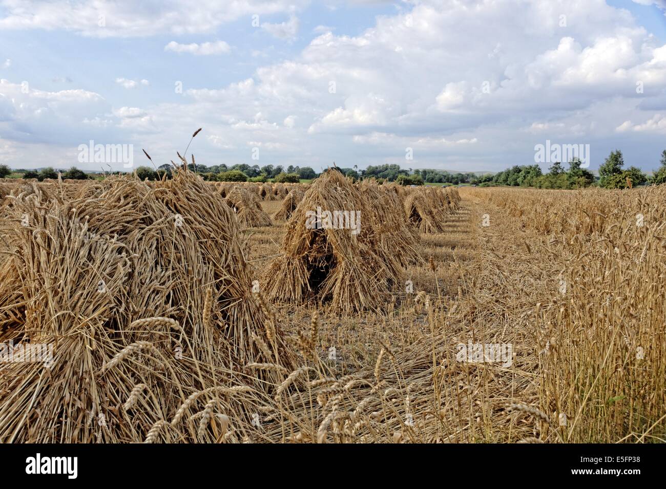 stooks of corn drying in Wiltshire field Stock Photo