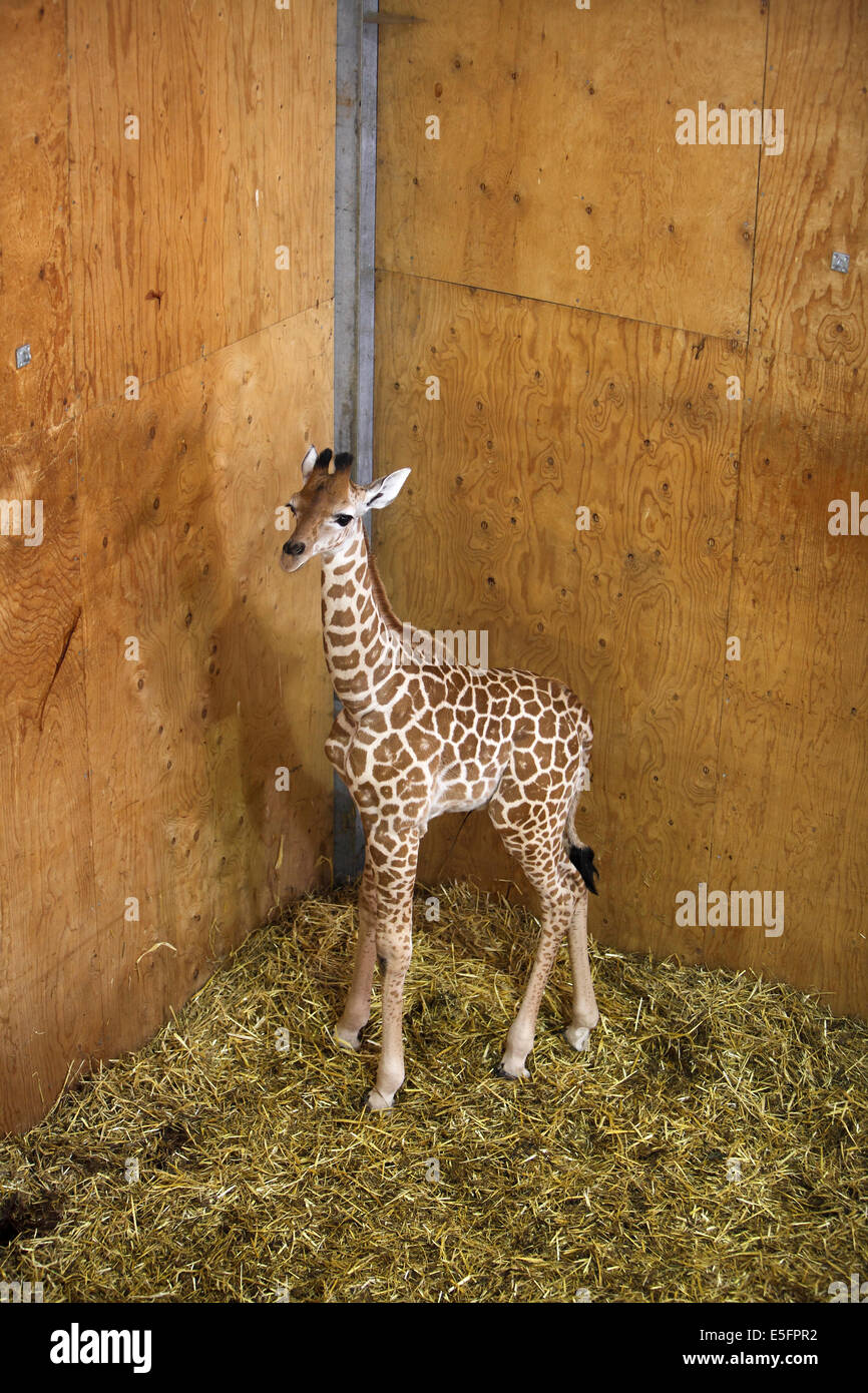 baby Hybrid Giraffe born in captivity, Noah's Ark Zoo, Bristol, UK Stock Photo