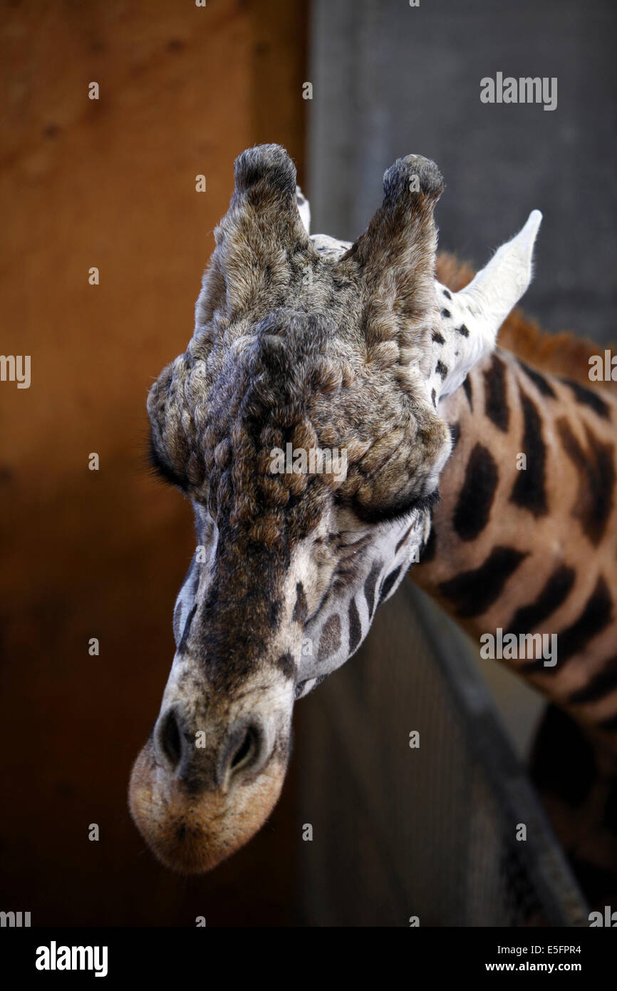 Giraffe nose hires stock photography and images Alamy