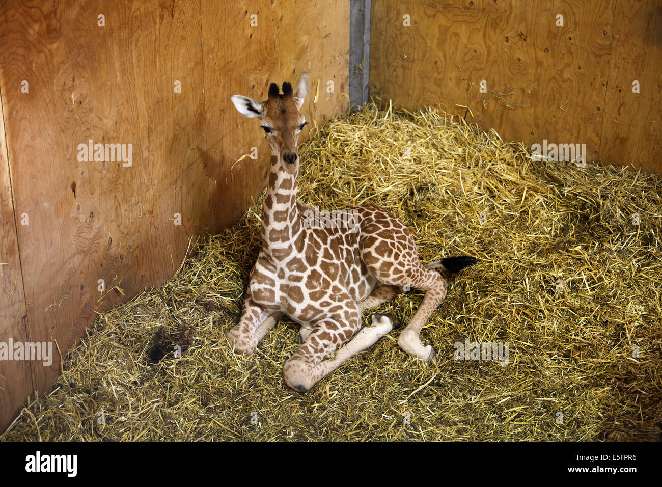 Baby Hybrid Giraffe at Noah's Ark Zoo near Bristol UK. 3 Weeks old Stock Photo