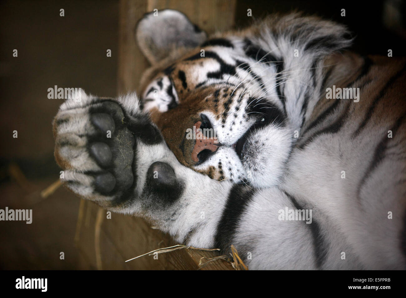 Bengal tiger Stock Photo