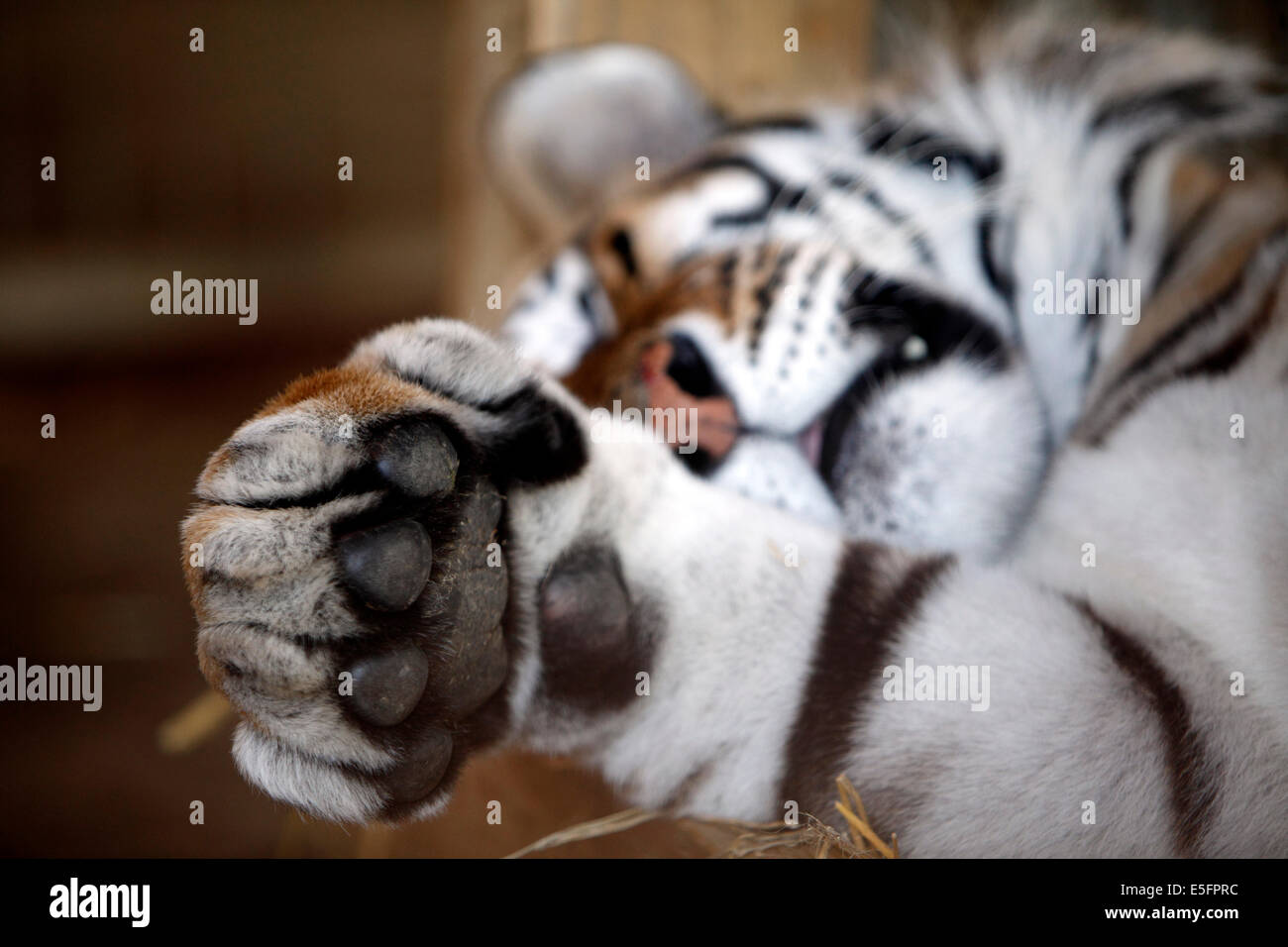 Bengal tiger Stock Photo