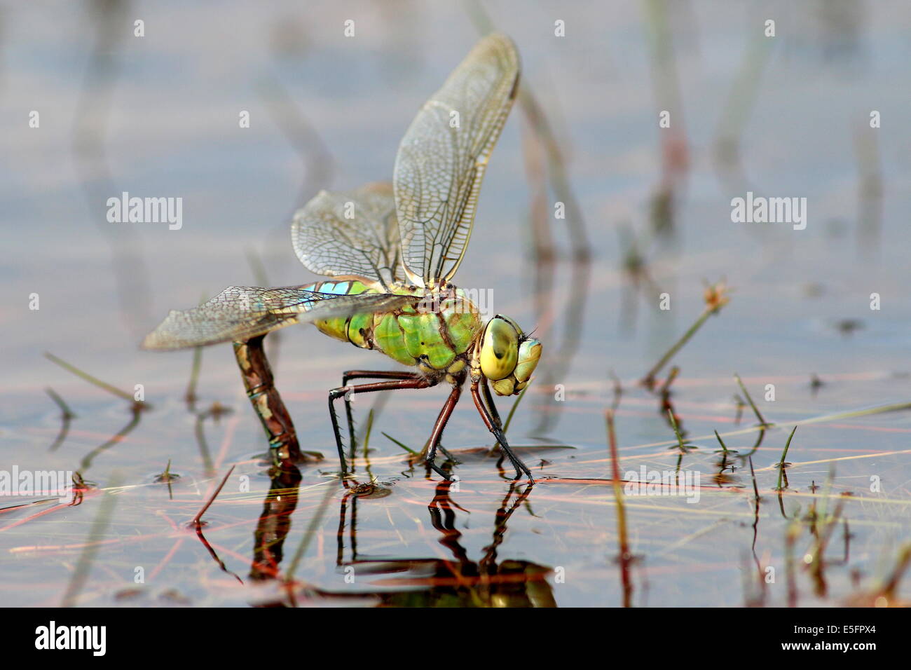 Female Blue Emperor Dragonfly (Anax imperator) laying eggs in the water Stock Photo