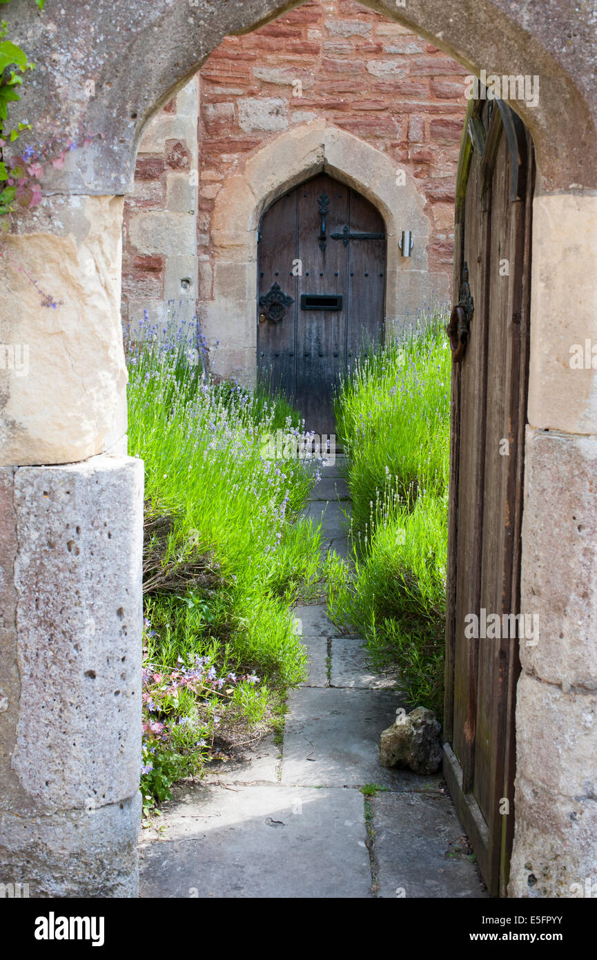 Lavender growing outside a house in Vicars' Close, Wells, Somerset, England. Stock Photo