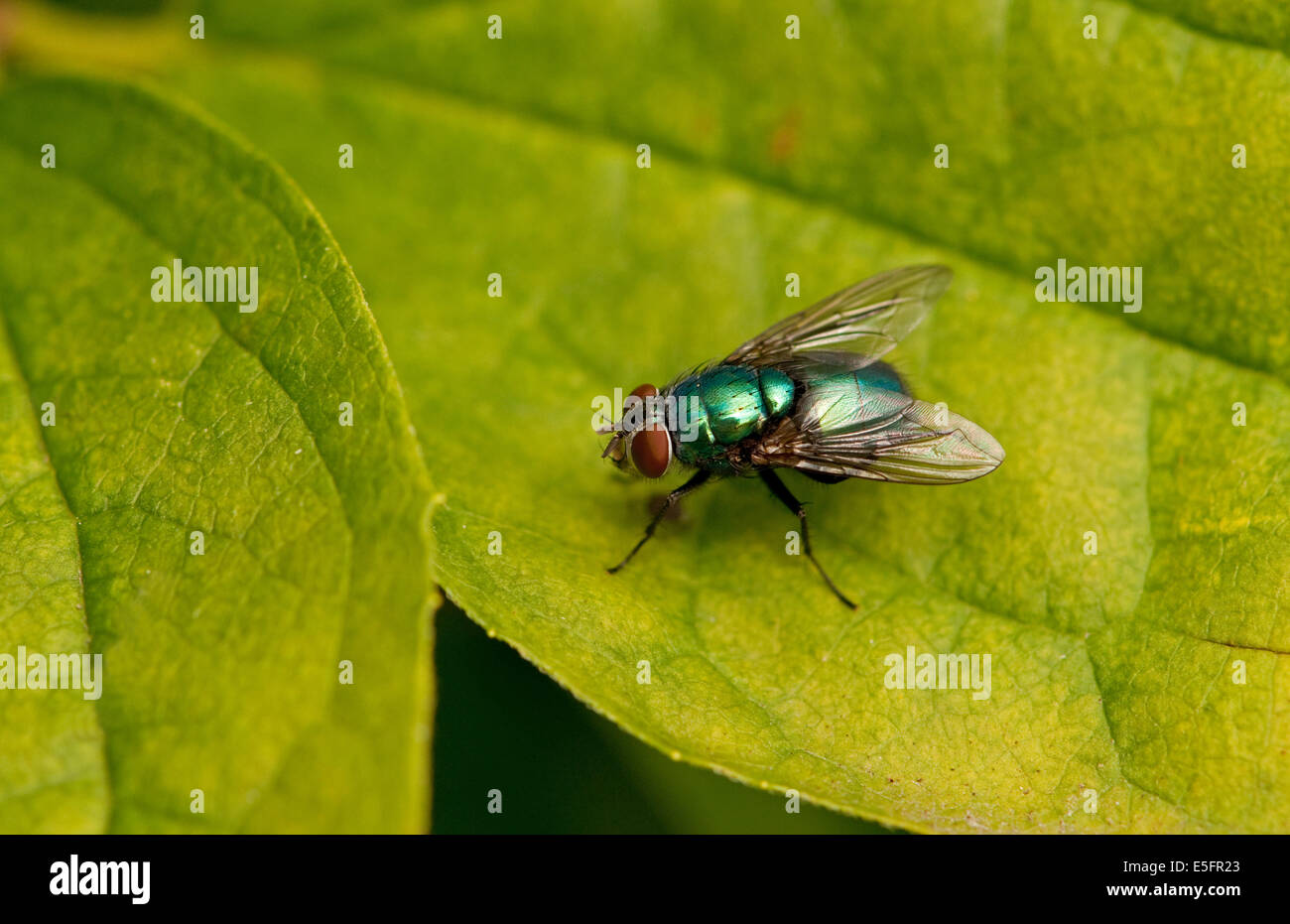 Greenbottle Fly on Mock Orange leaf Stock Photo