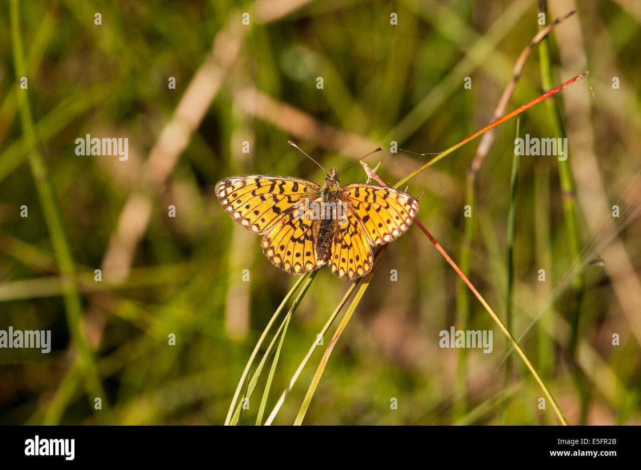 Small Pearl-bordered Fritillary butterfly at rest Stock Photo