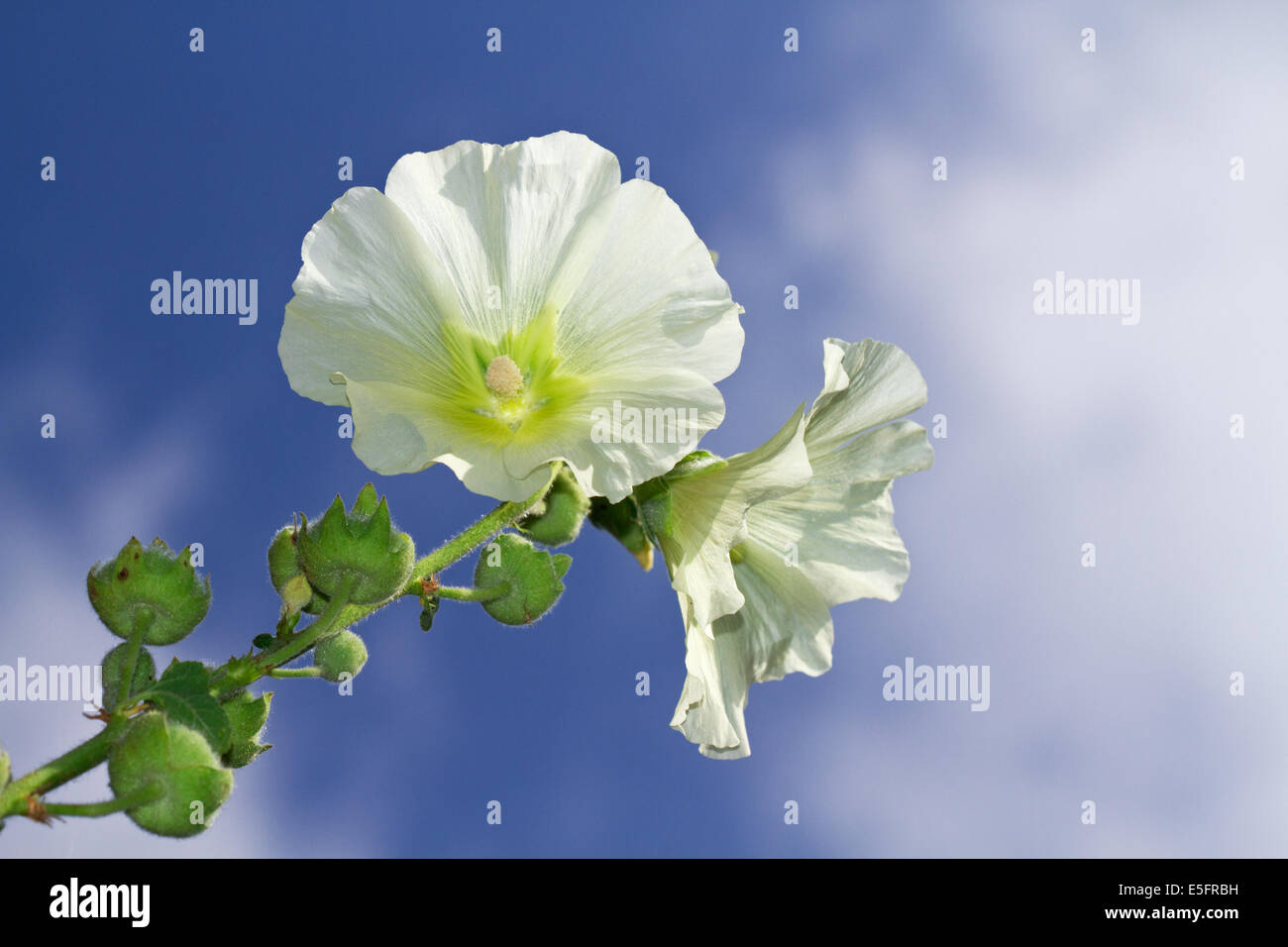 White Hollyhock against a blue sky with white clouds Stock Photo