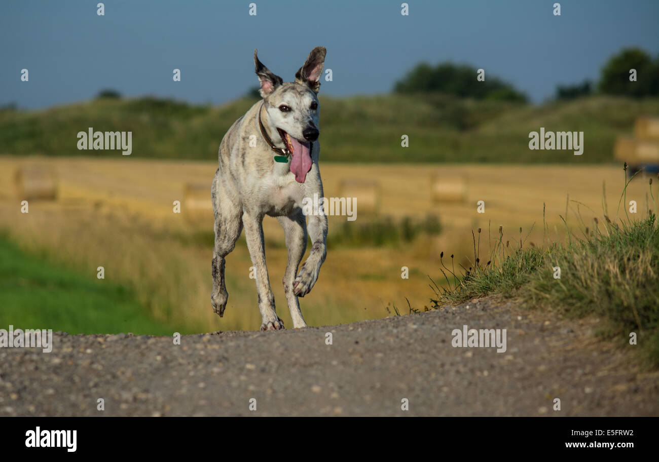 Grey lurcher hires stock photography and images Alamy