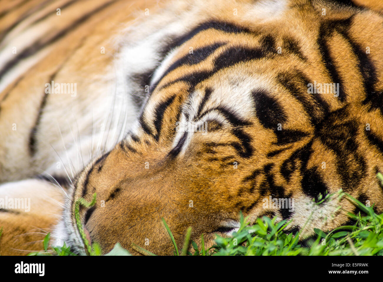 Sleeping Siberian tiger in the morning Stock Photo