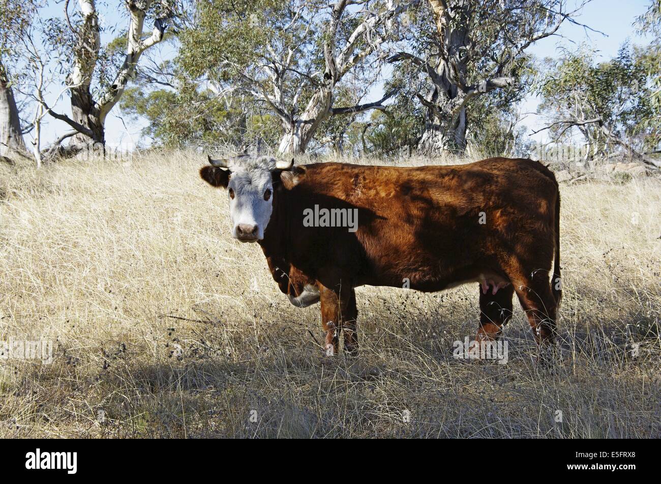 Cow in paddock Stock Photo