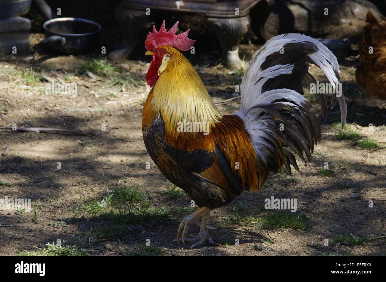 Little Red Rooster Stock Photo