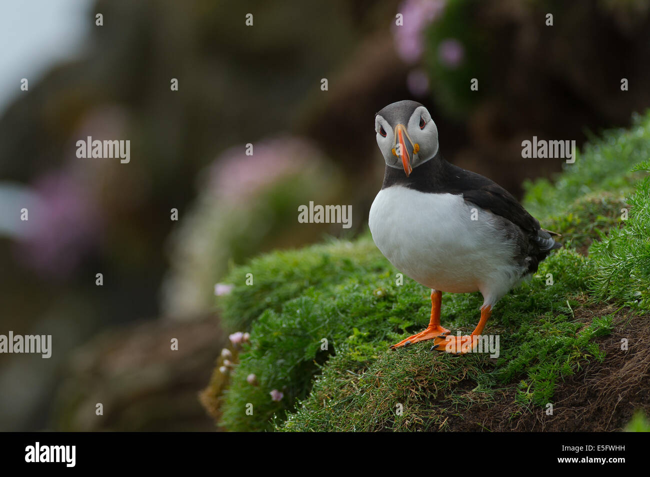Puffin on Cliff Stock Photo Biology Diagrams