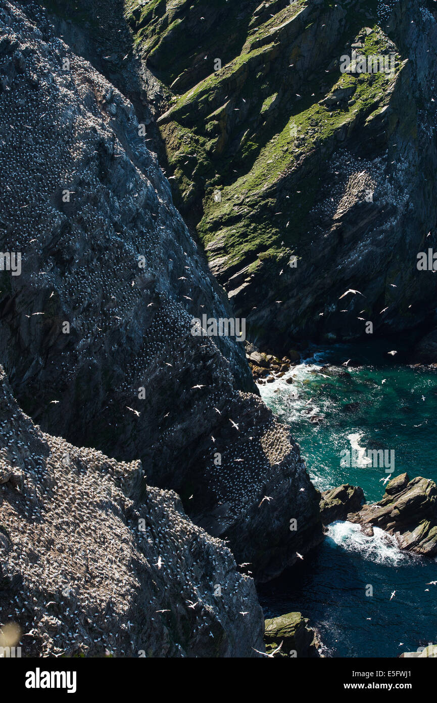 Unst Rocks Scenery looking down from top of rocks at Hermaness, Unst, Shetland ...