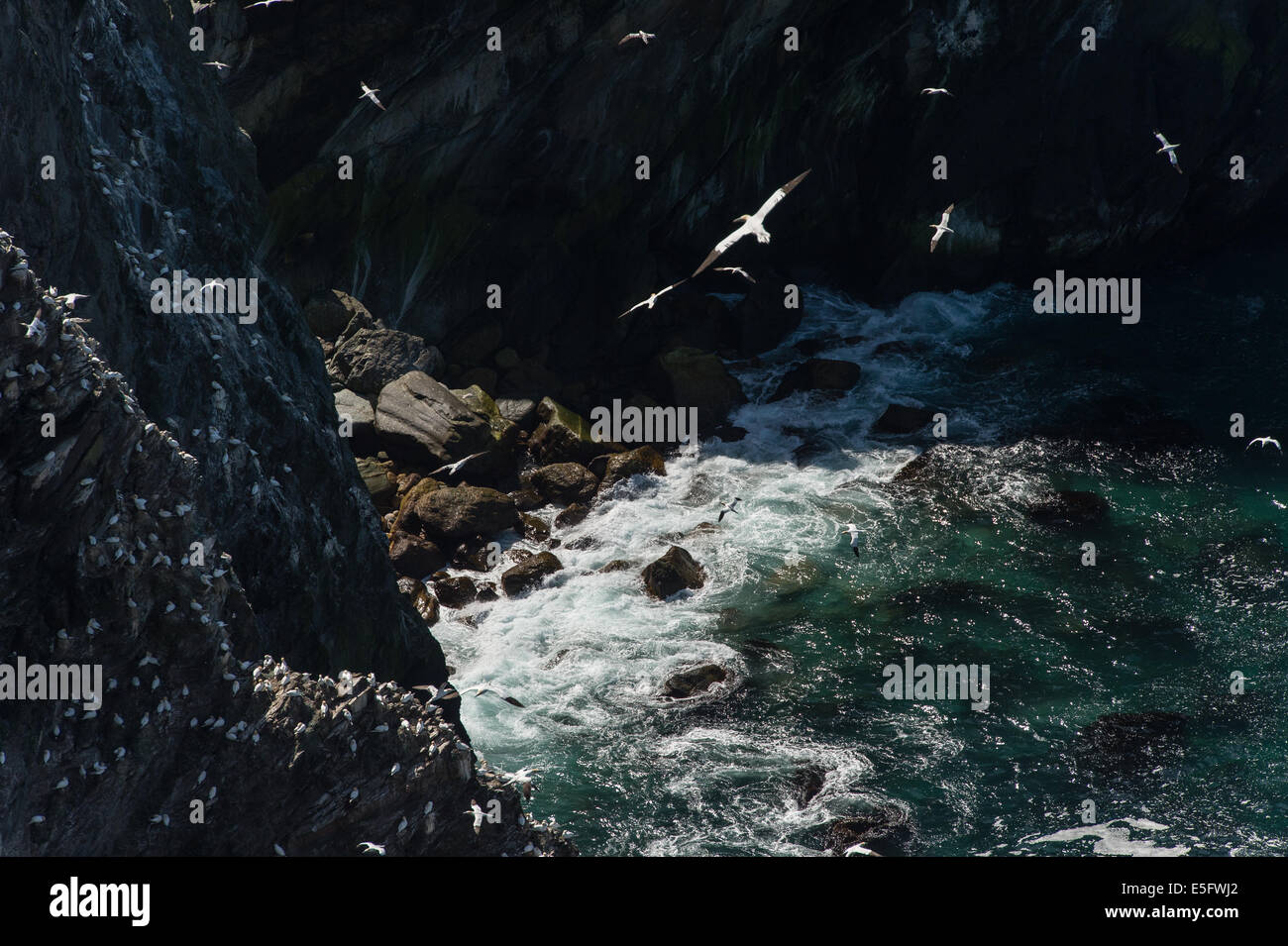 Unst Rocks Hermaness national nature reserve skua hi-res stock photography and ...