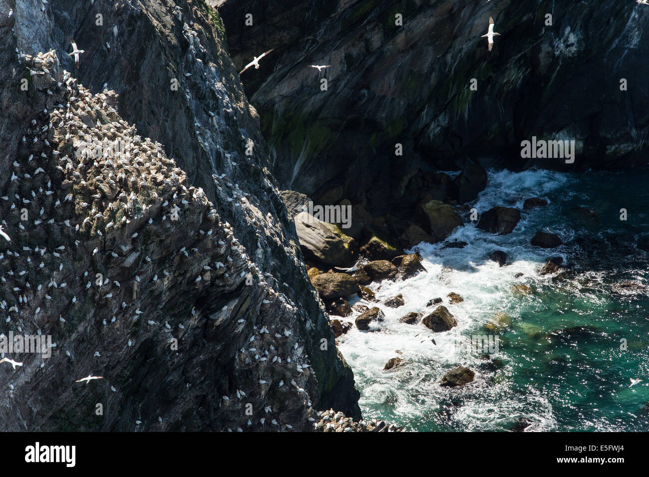 Unst Rocks Scenery looking down from top of rocks at Hermaness, Unst, Shetland ...