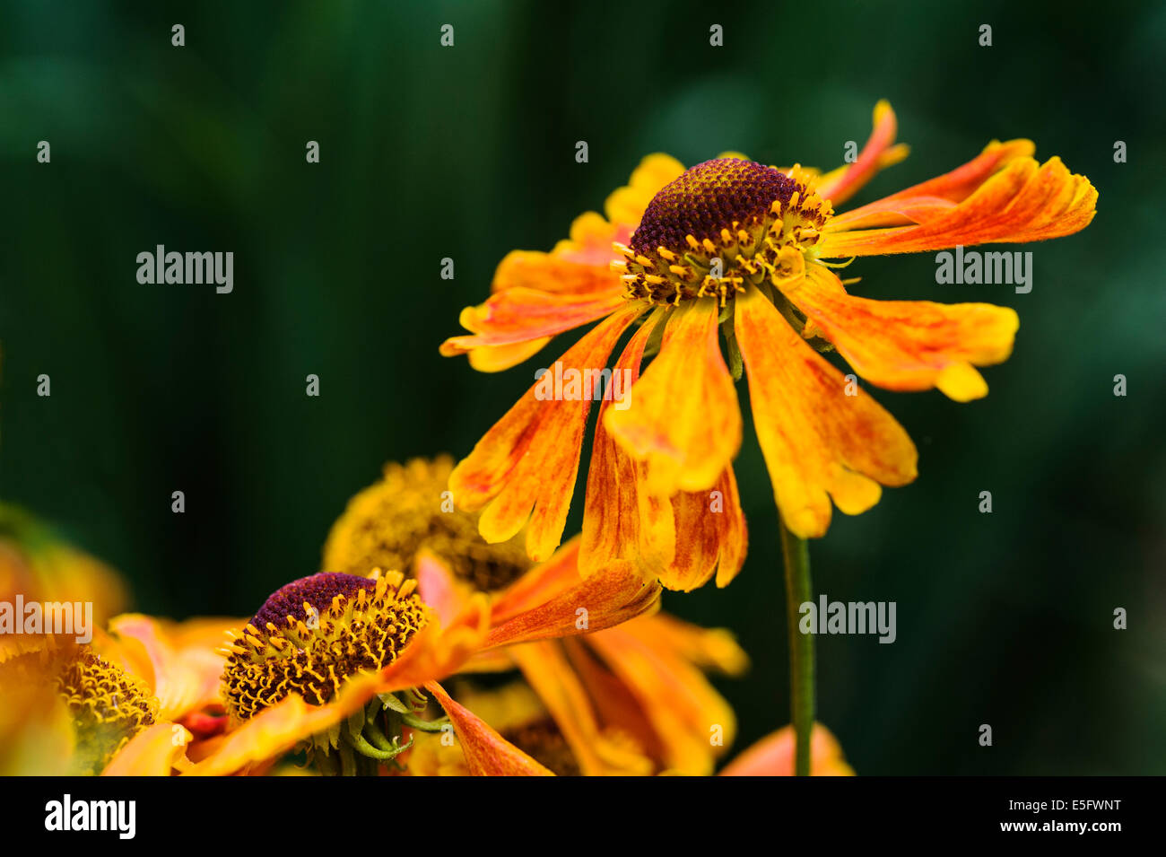 Helenium Waldtraut,Elecampane, asteraceae, orange flower. Stock Photo