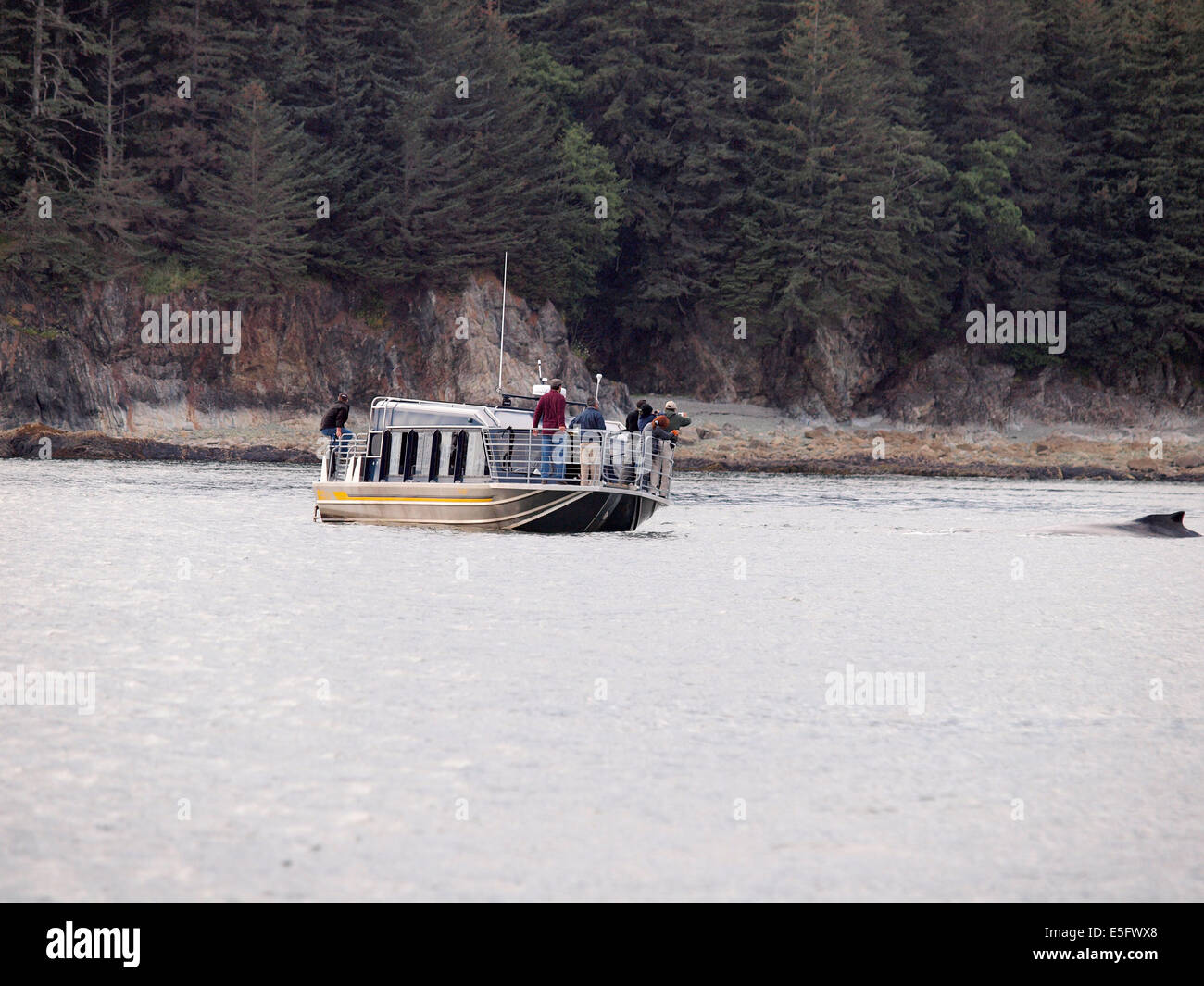 Humpback Whales Alaska Stock Photo - Alamy