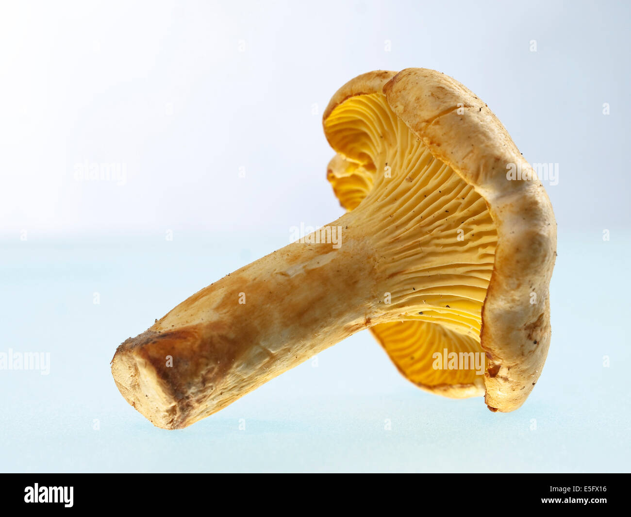 Chanterelle Stock Photo