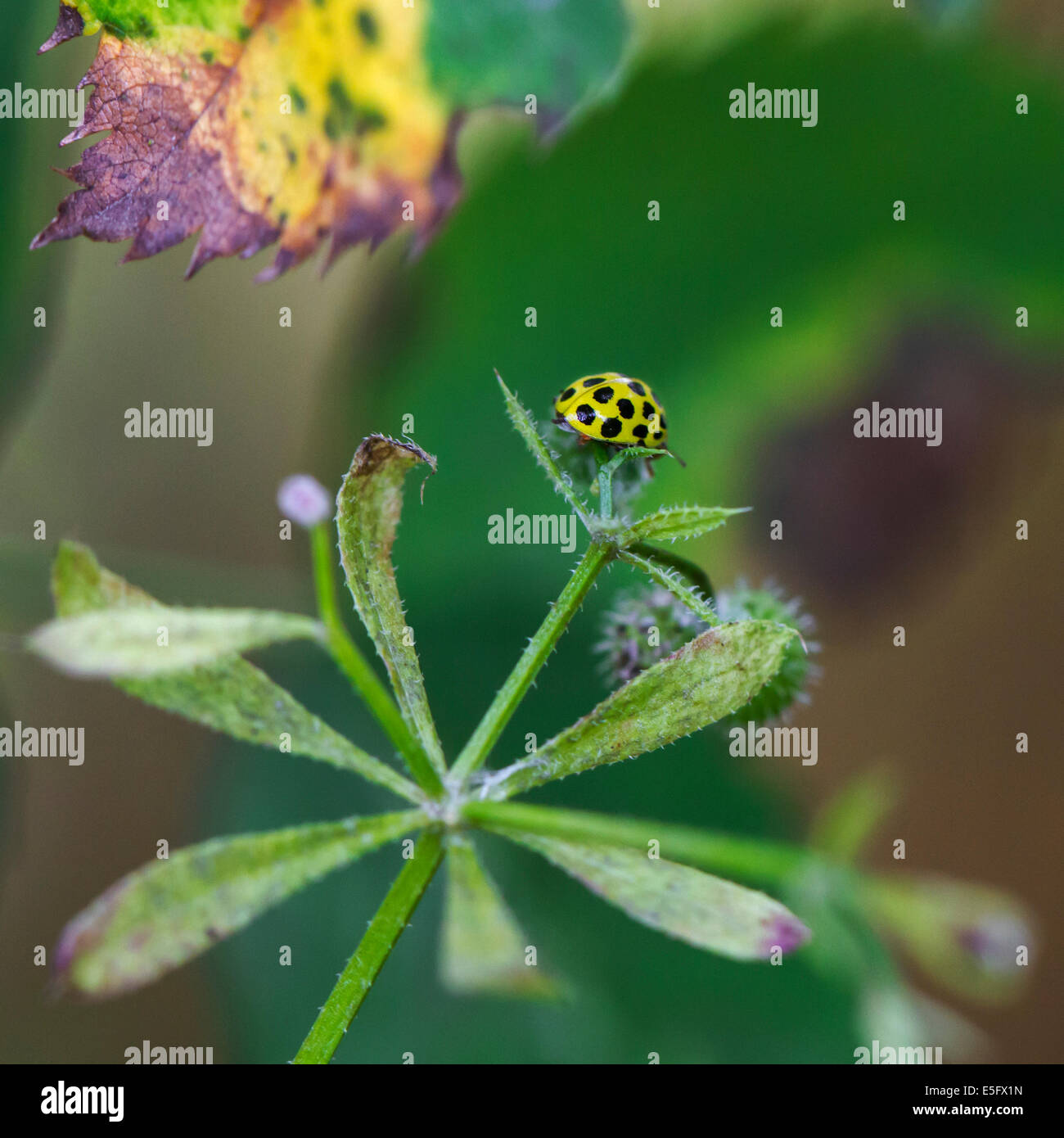 Ladybird uk yellow 22 spot hires stock photography and images Alamy