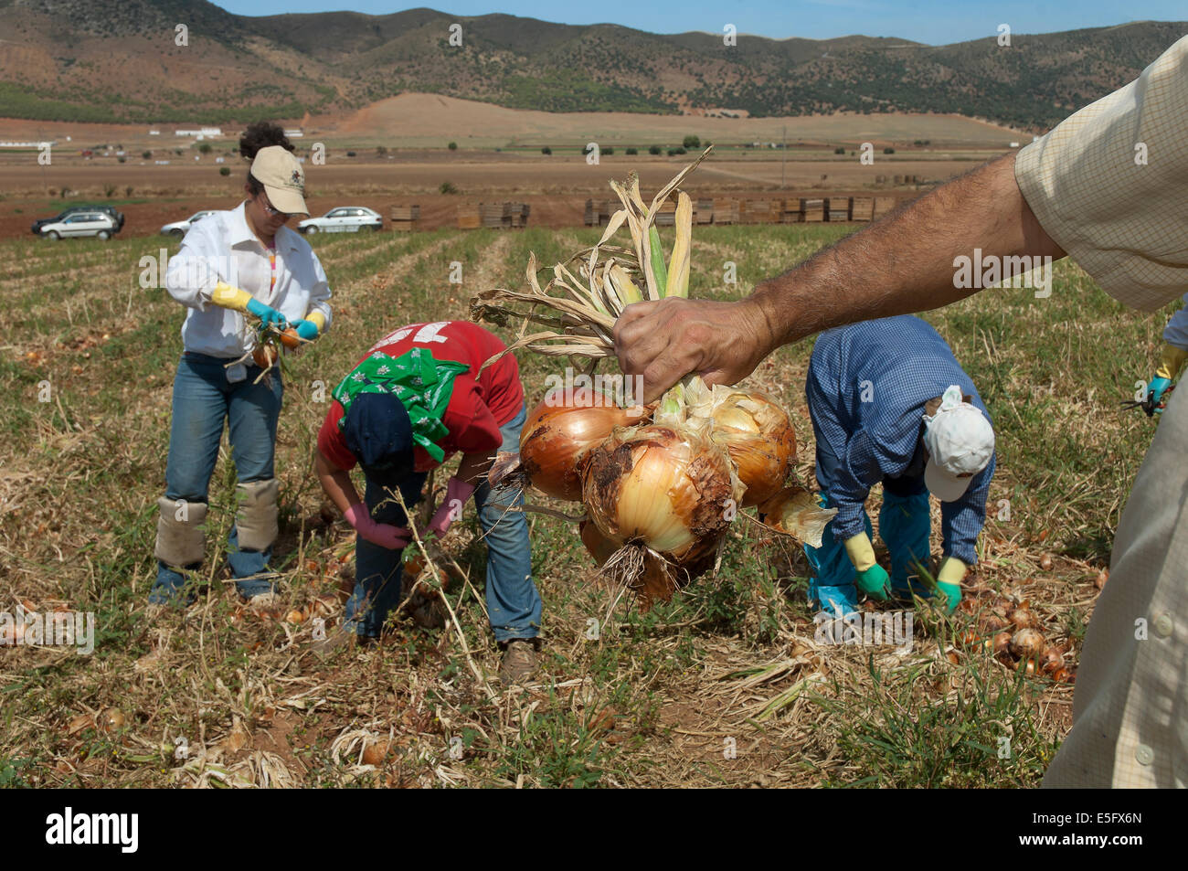 Ecological agriculture, Onions, Navahermosa-Sierra de Yeguas, Malaga-province, Region of Andalusia, Spain, Europe Stock Photo