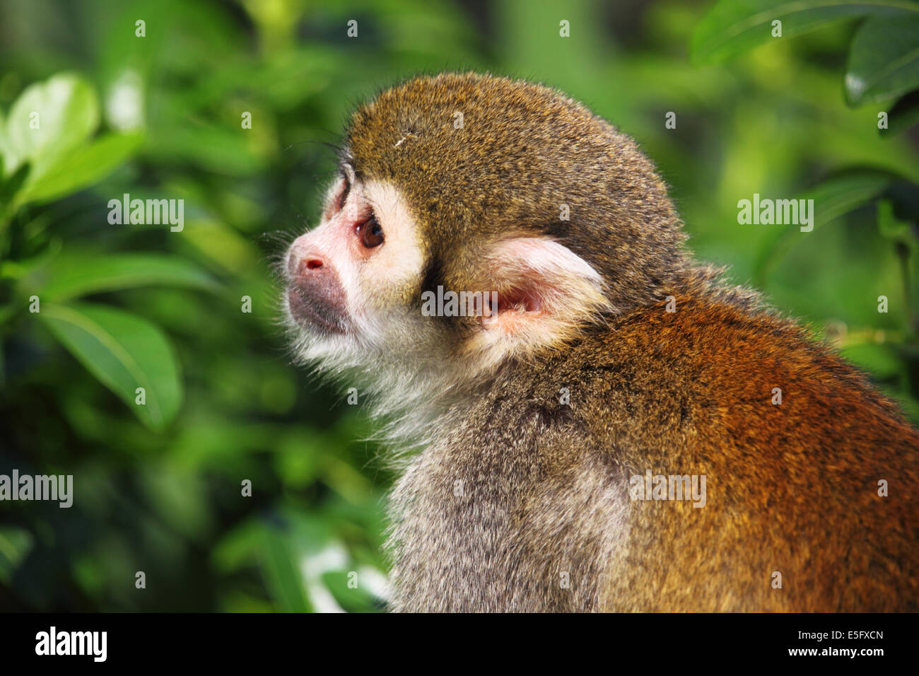 A titi monkey in captivity. Stock Photo