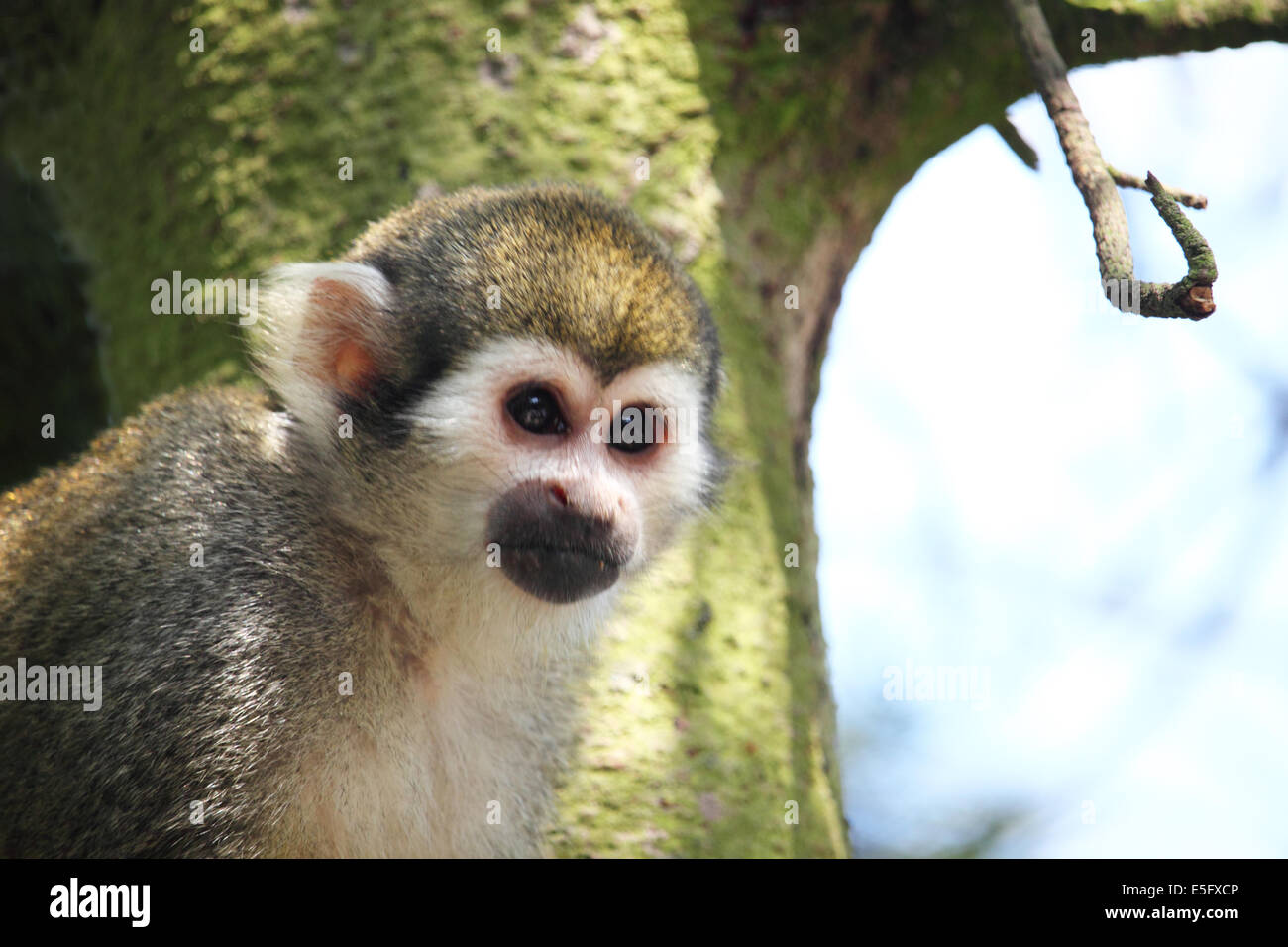 A titi monkey in captivity. Stock Photo