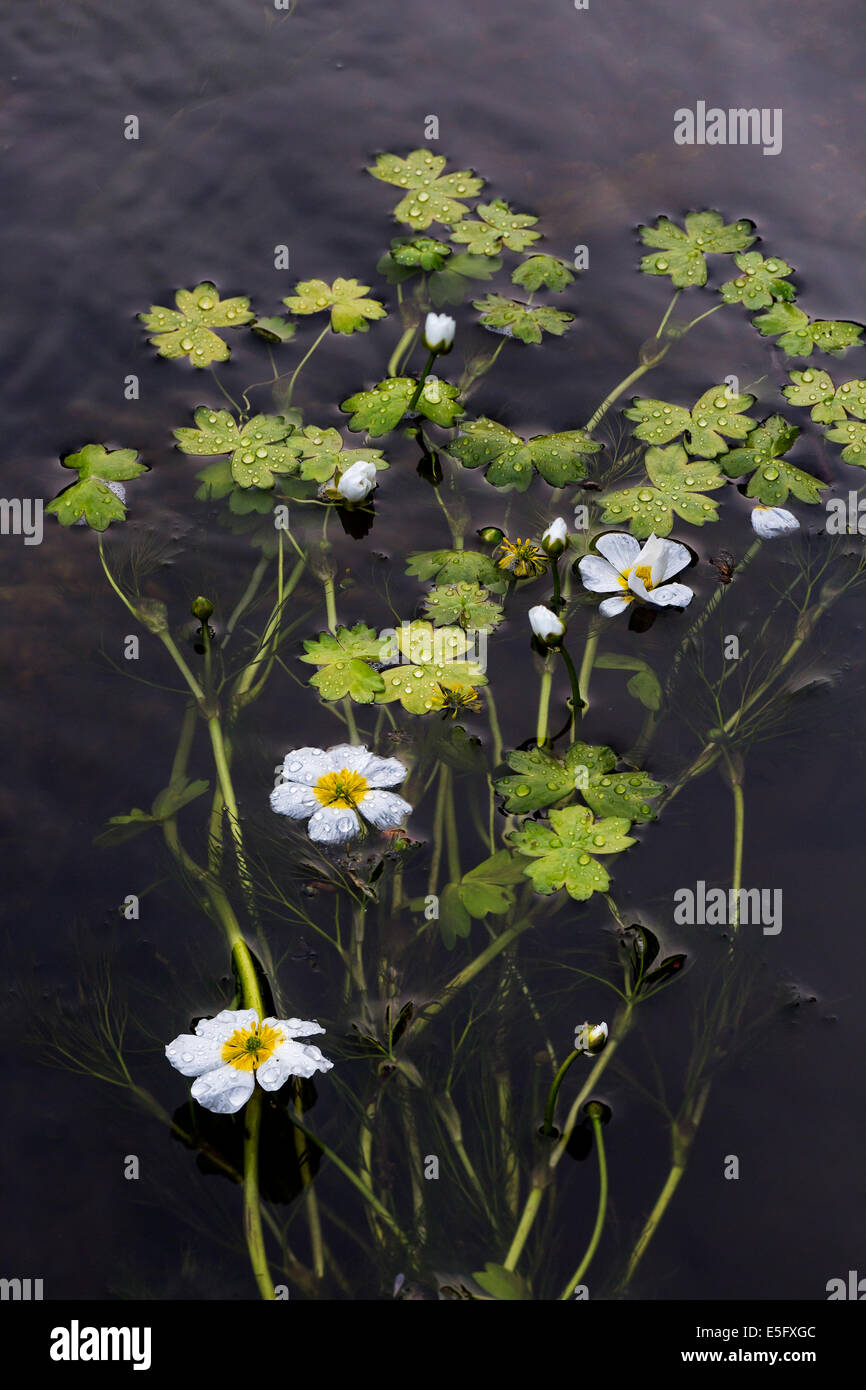 Common water-crowfoot / white water-crowfoot (Ranunculus aquatilis) floating in mats on the surface of stream Stock Photo