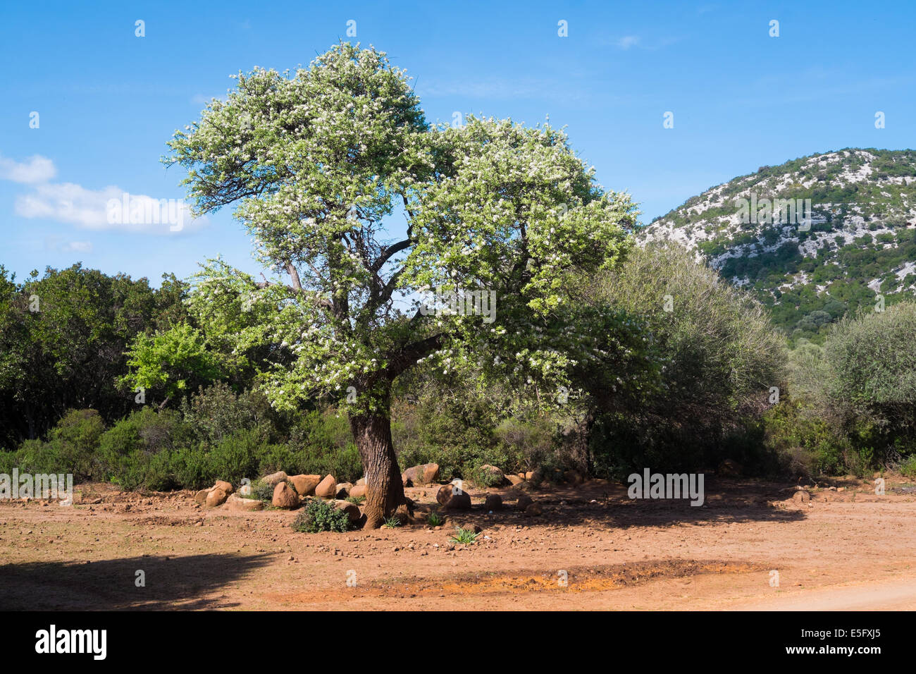 Trekking trail to cala mariolu, Baunei, Sardinia, Italy Stock Photo