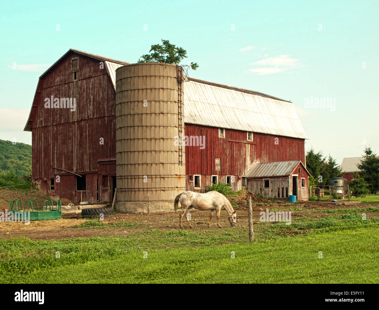 horse grazing outside barn on a beautiful summer day Stock Photo