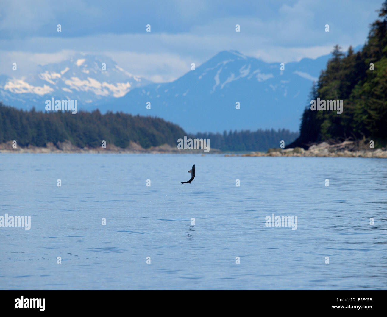 Salmon Jumping Alaska Stock Photo Alamy