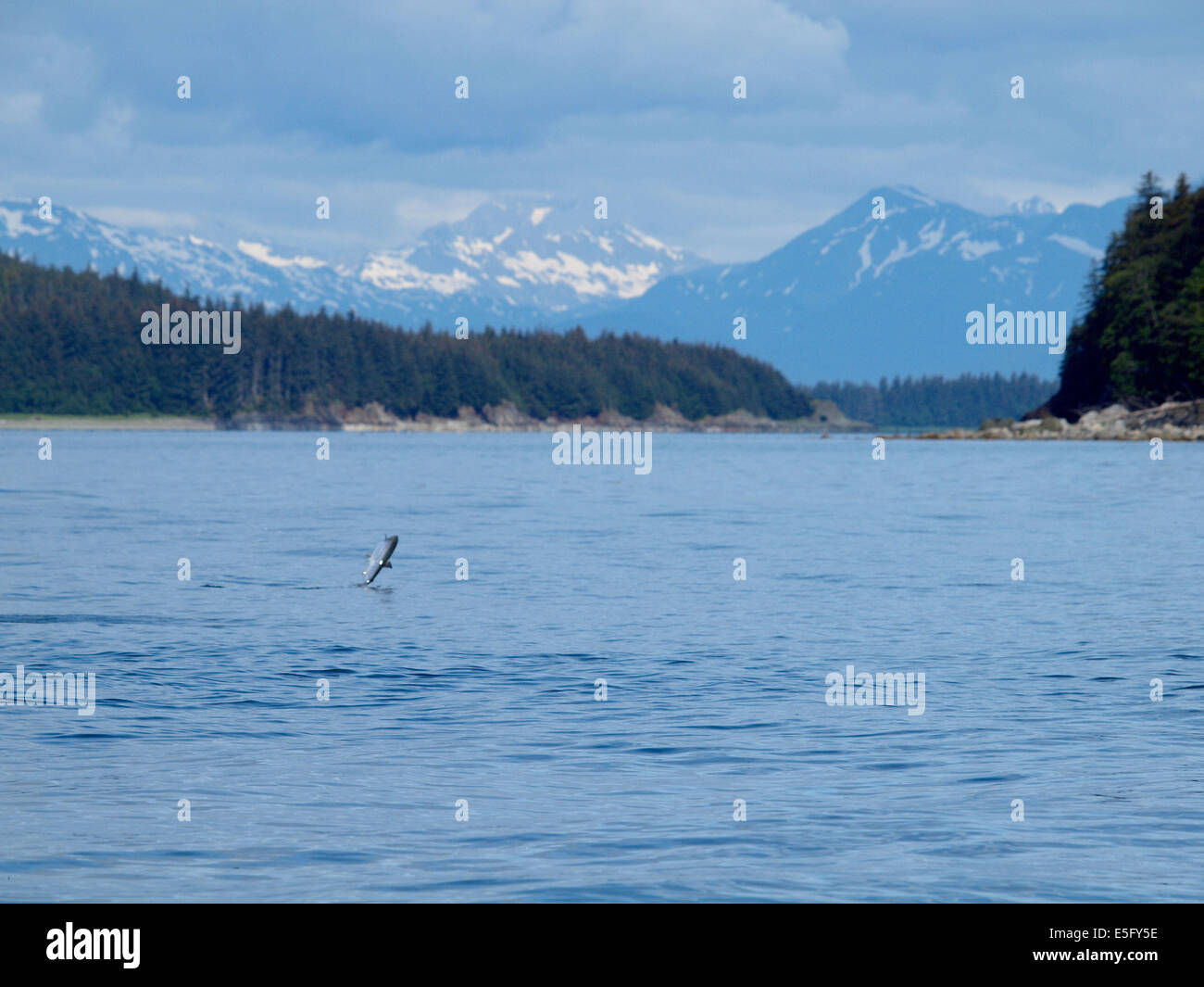 Salmon Jumping Alaska Stock Photo Alamy