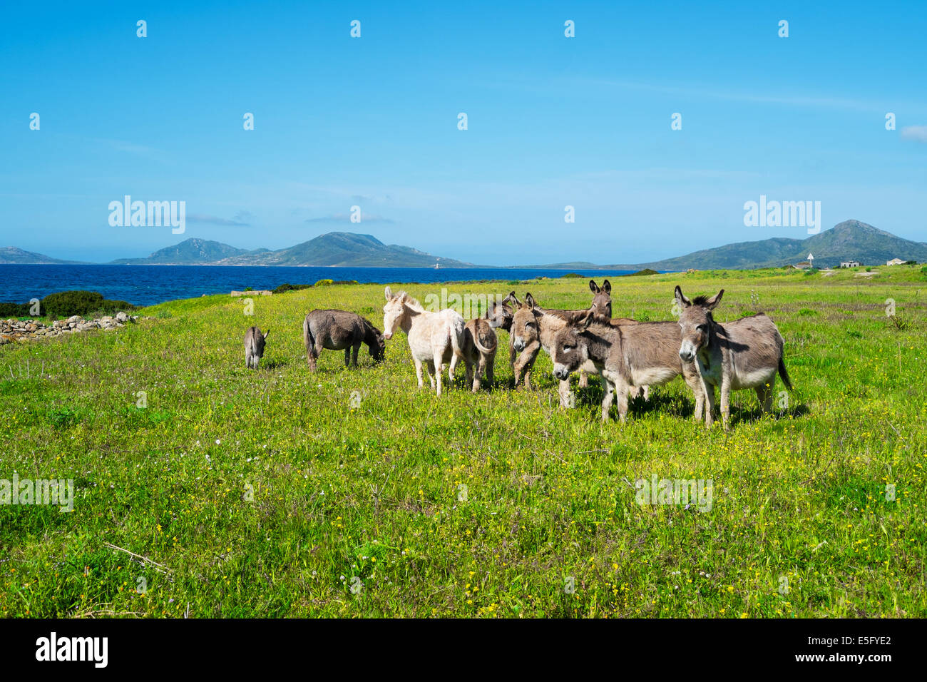 Sardinian donkeys in Asinara island, Sardinia, Italy Stock Photo