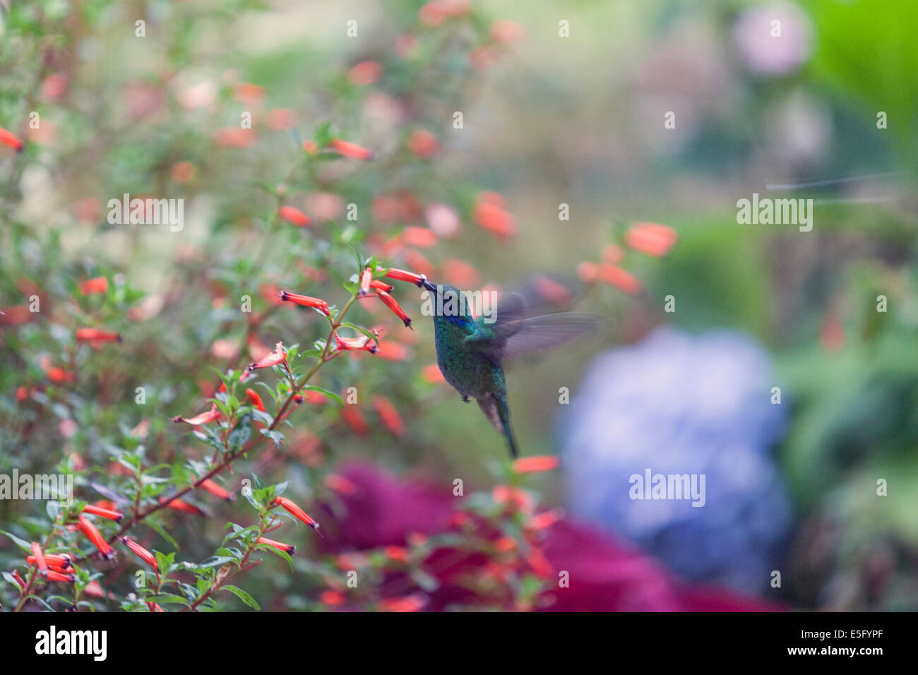 Hummingbirds (Colibris) feeding at a flower in Finca Lerida hotel Stock Photo