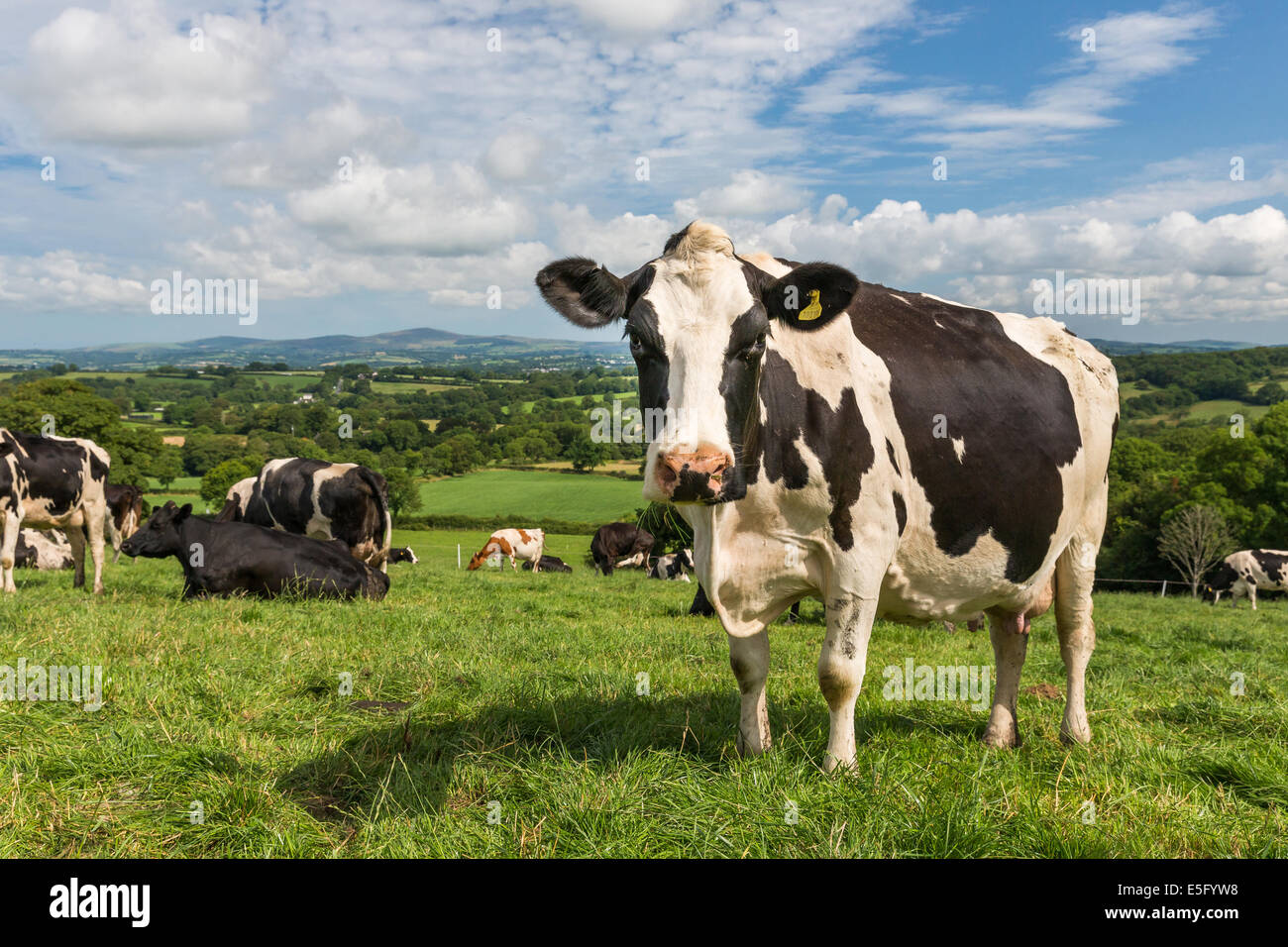 Details 200 cow background images Abzlocal.mx