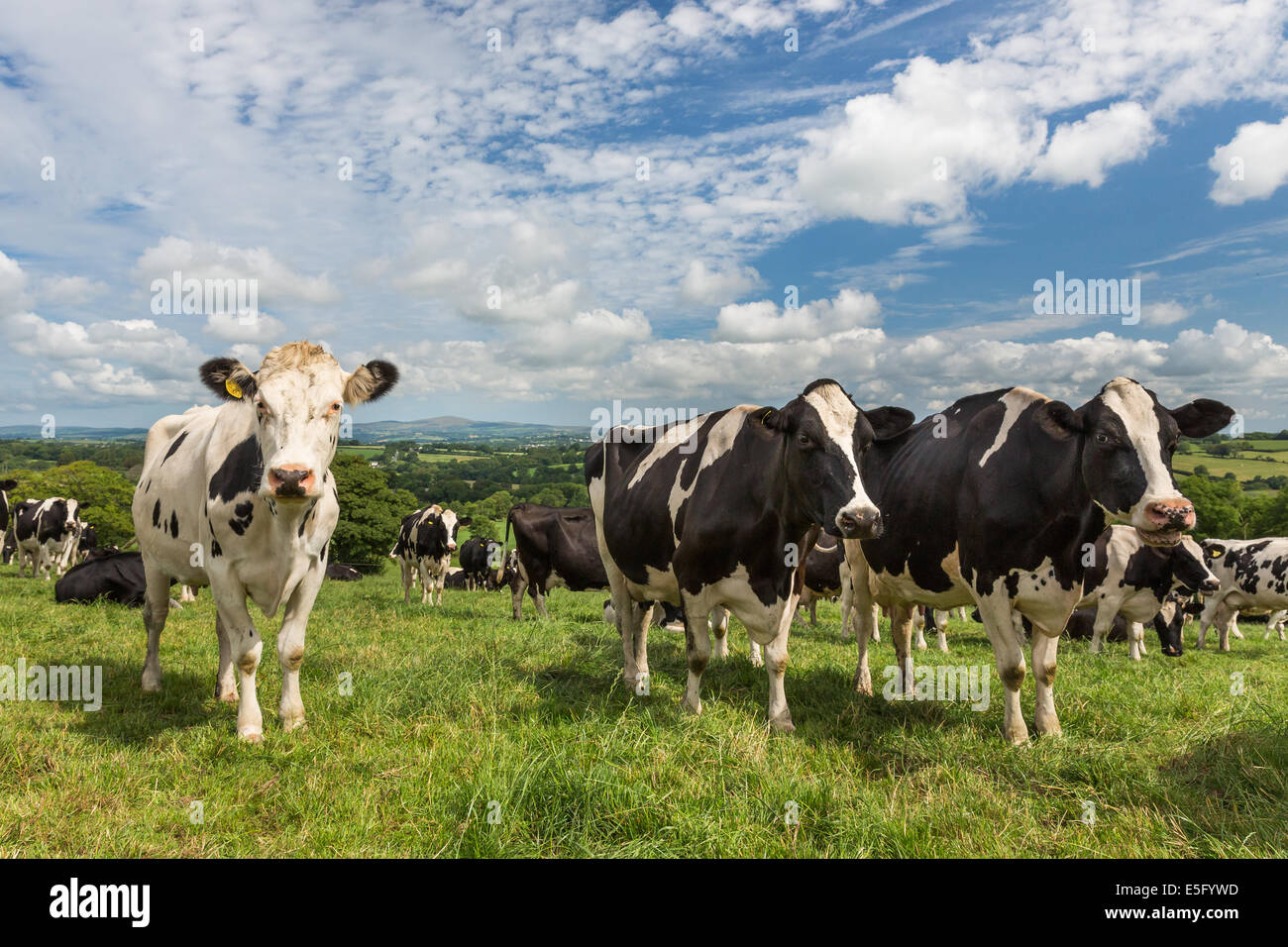 Dairy cow (Holstein / Friesian) with a scenic green countryside background - Pembrokeshire Preseli Hills. Summer time Stock Photo