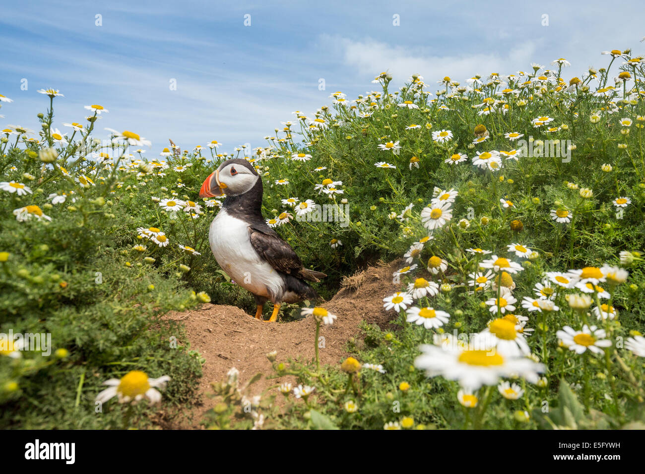 Puffin (Fratercula arctica) stands among Chamomile flowers at the Wick on Skomer Island, Pembrokeshire, Wales, UK Stock Photo