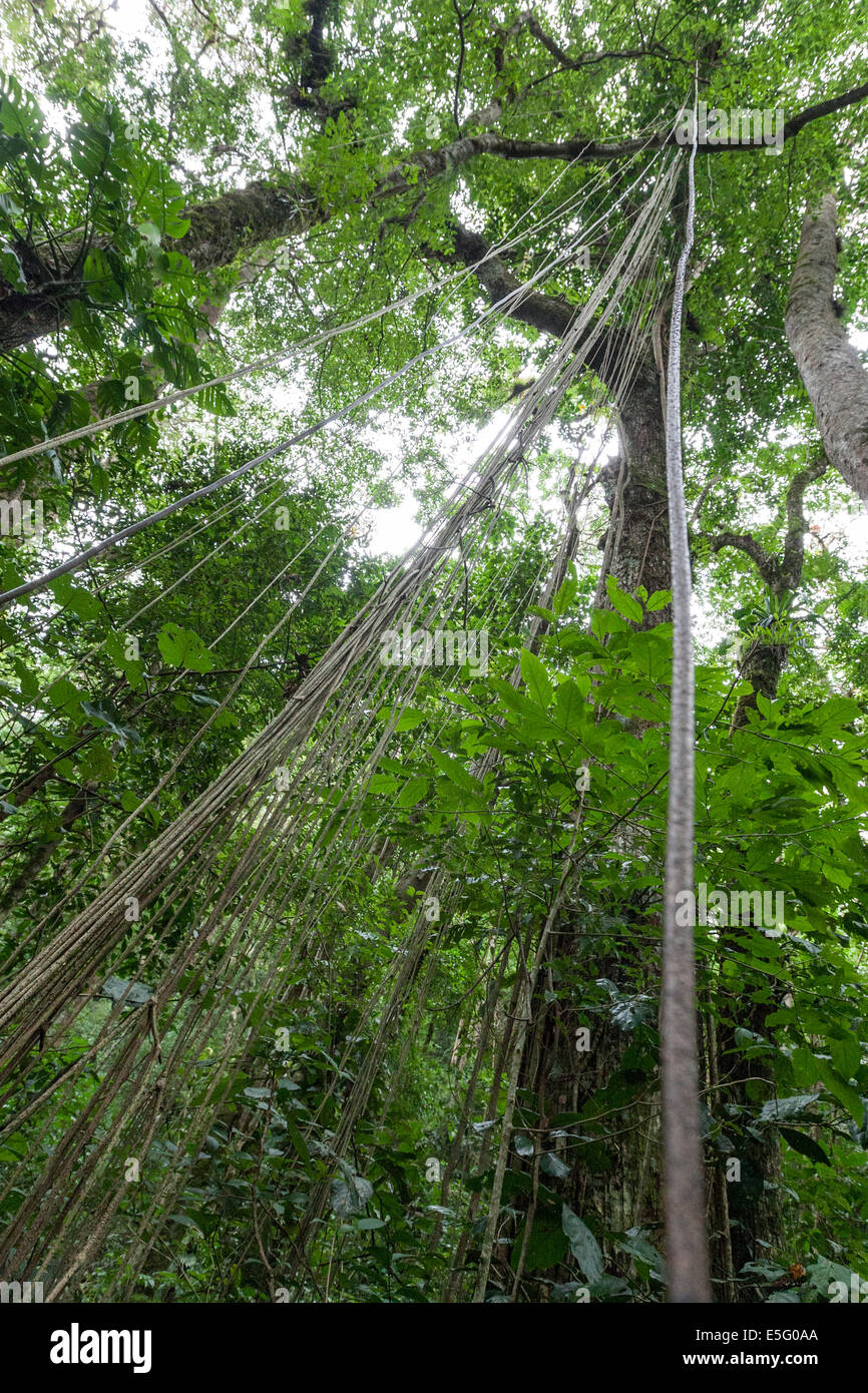 Liana tangle across a forest near Hotel Finca Lerida Coffee Plantation and Boutique Hotel. Boquete Stock Photo